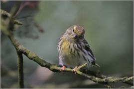 <p>ZVONOHLÍK ZAHRADNÍ (Serinus serinus) - samička ----- /European serin - Girlitz/</p>